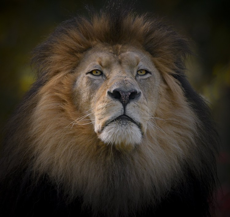 Лев с камерой