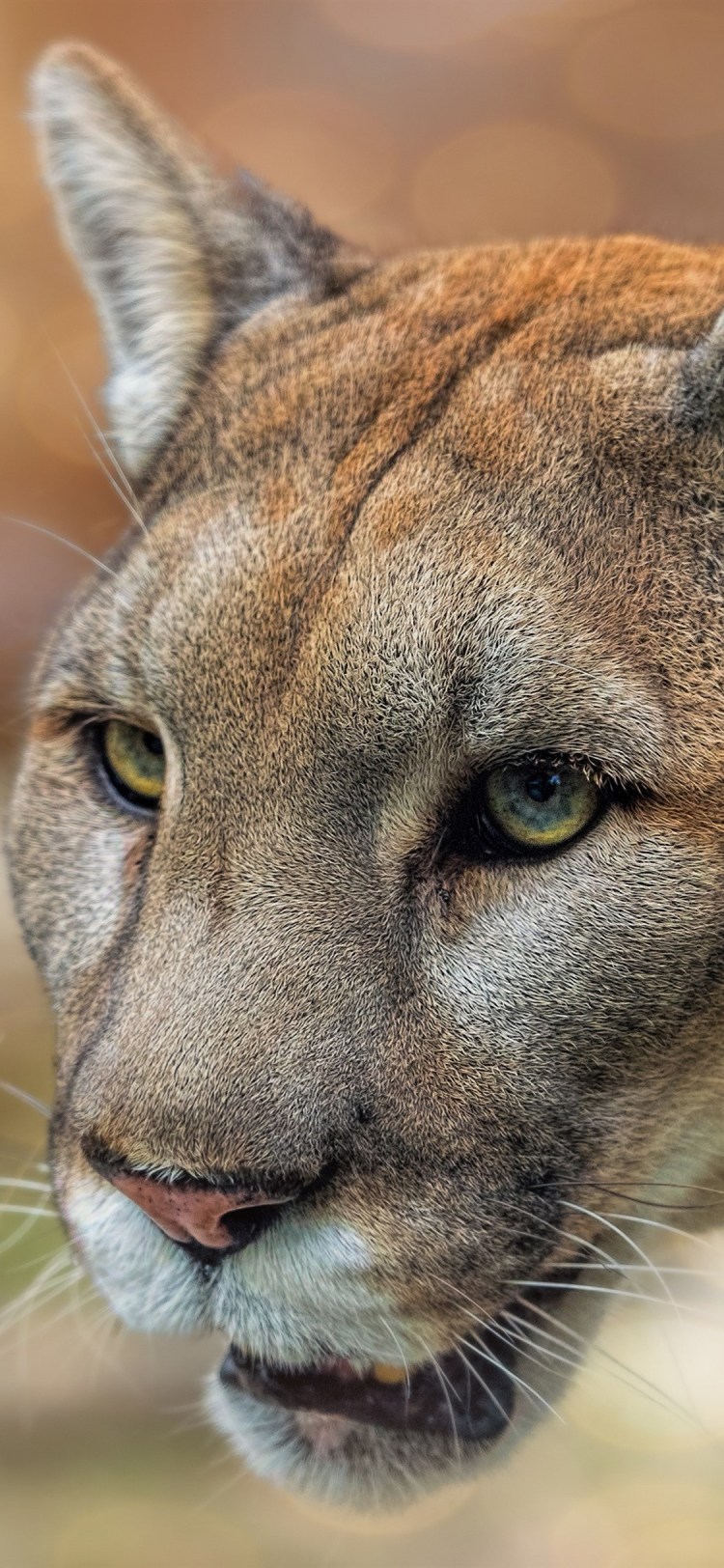 Взгляд Льва