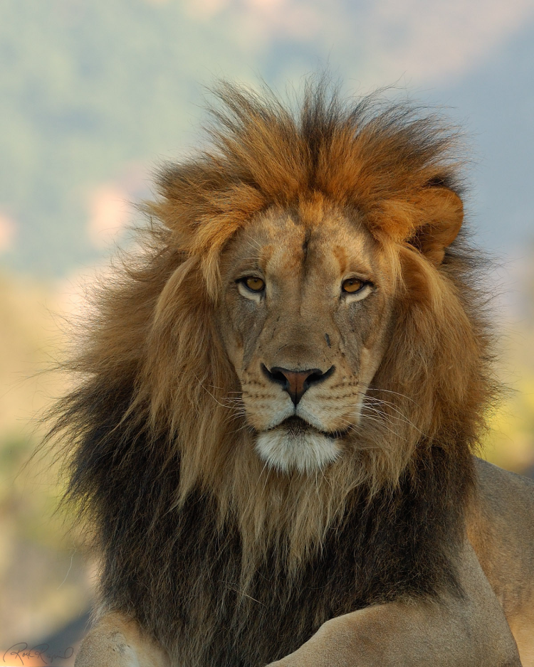 Пушистый Лев