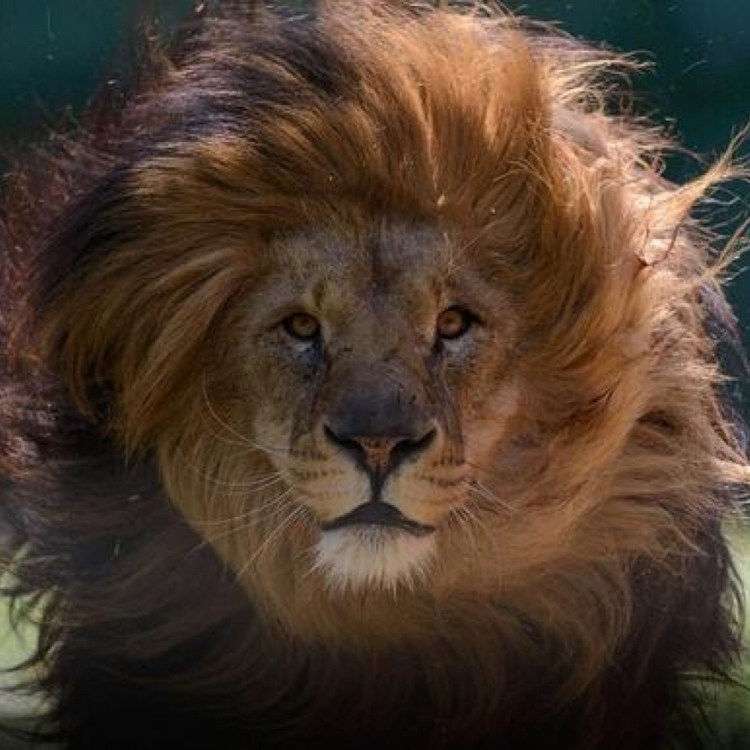 Львиная грива Конан Дойль