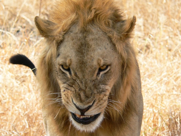 Львенок с гривой