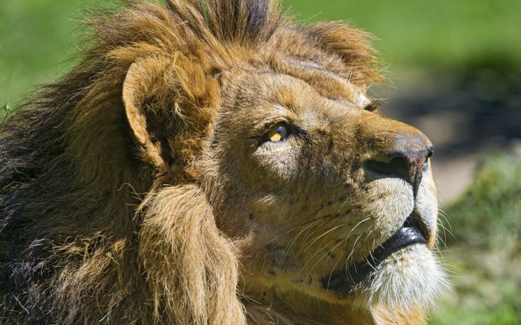 Лев фото