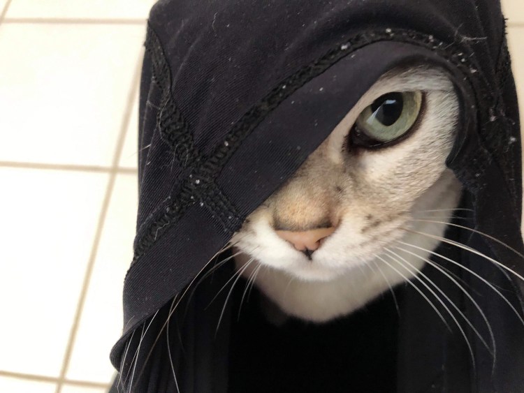 Милые котики