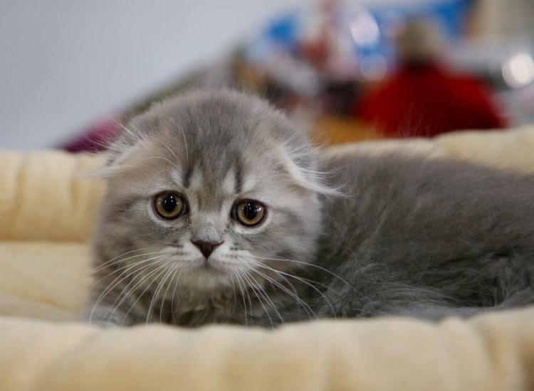 Хайленд-фолд котята