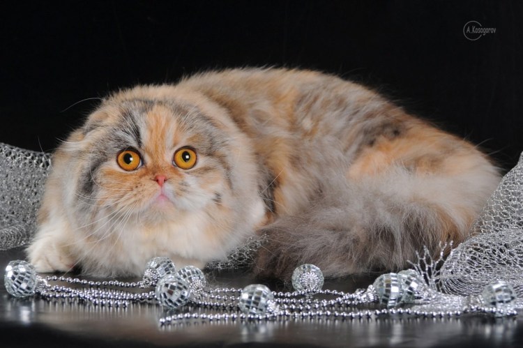 Скоттиш хайленд фолд