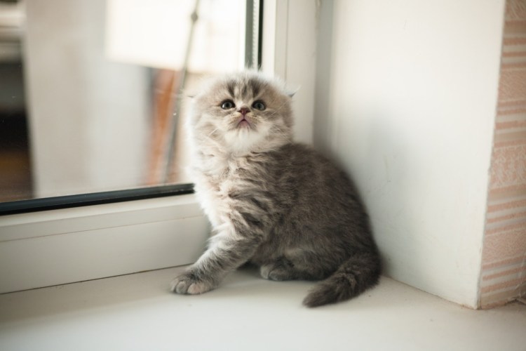 Милые Шотландские вислоухие кошки