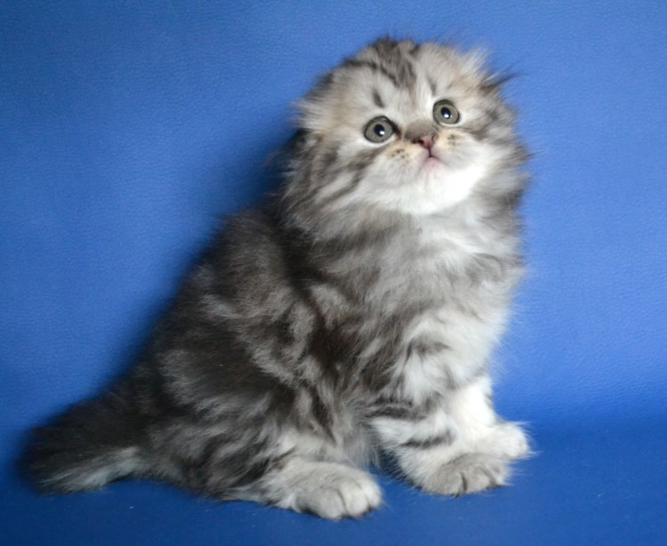 Хайленд-фолд Шотландская