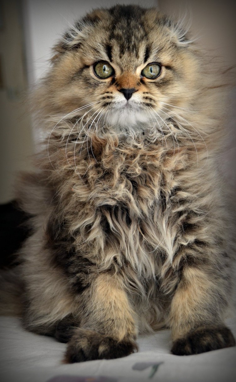 Шотландская вислоухая кошка пушистая