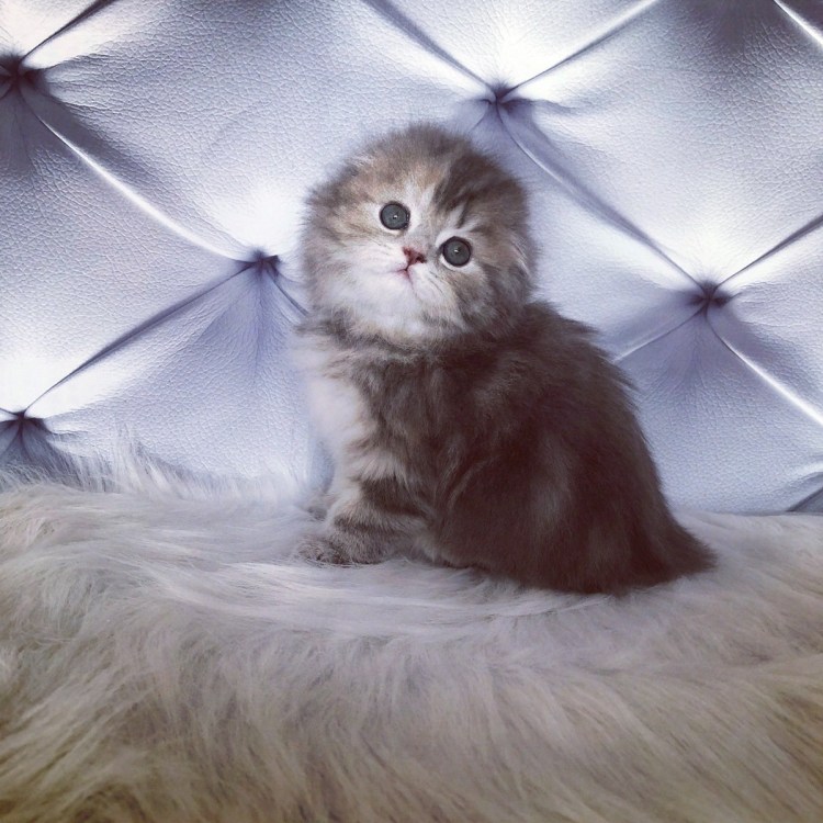 Хайленд-фолд Шотландская вислоухая белая