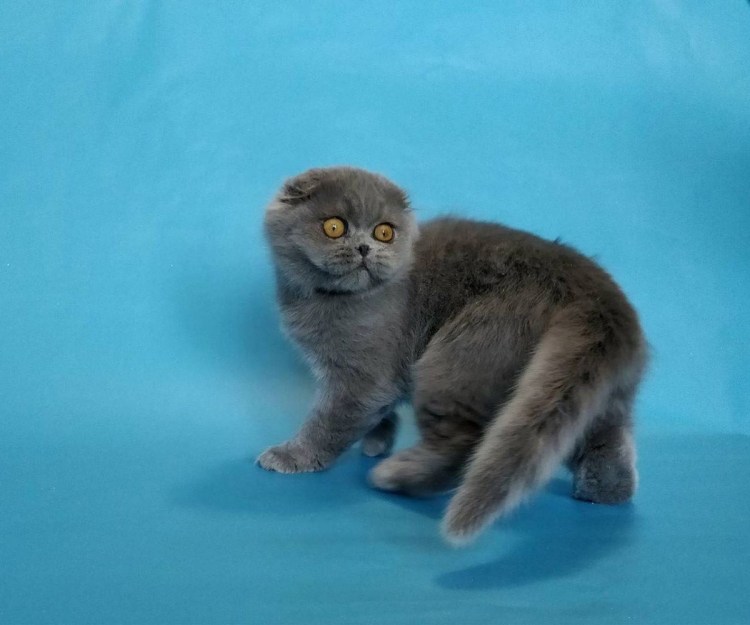 Хайленд-фолд Шотландская