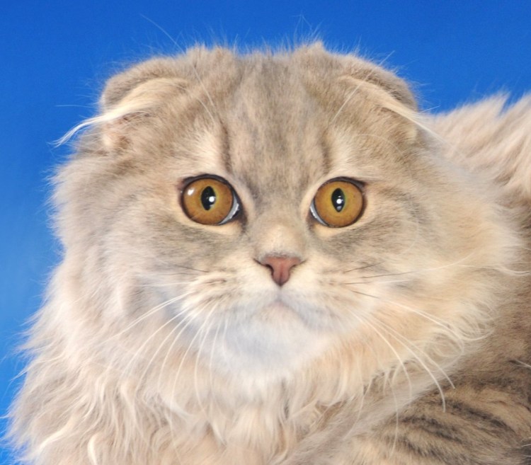 Шотландские котята хайленд фолд