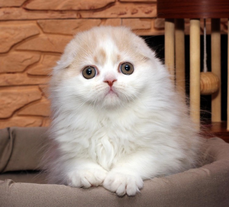 Шотландские котята вислоухие хайленд