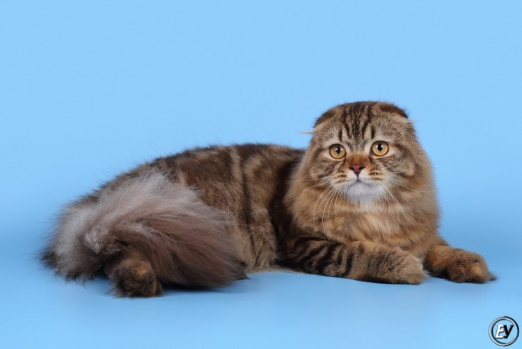 Шатландский вислоузий хайлендфолд