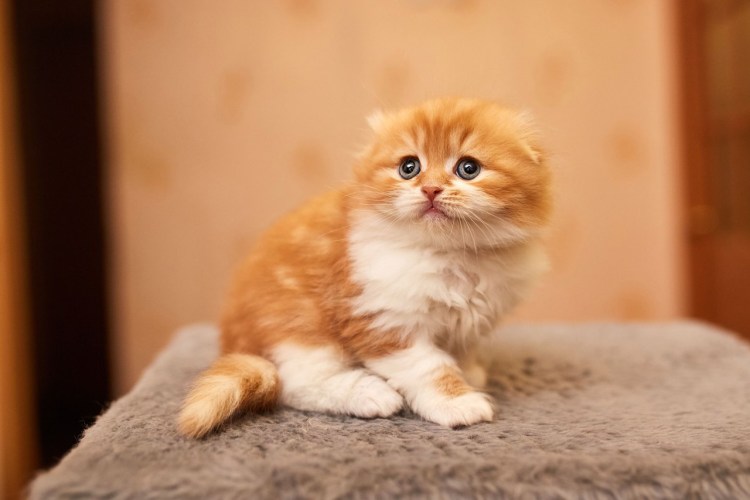 Хайленд фолд серый