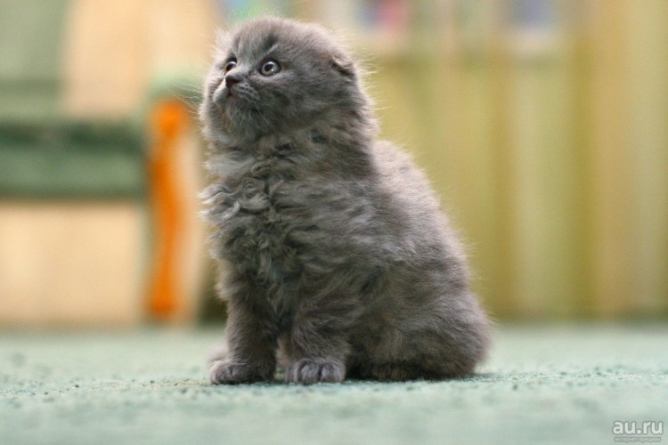 Порода хайленд фолд