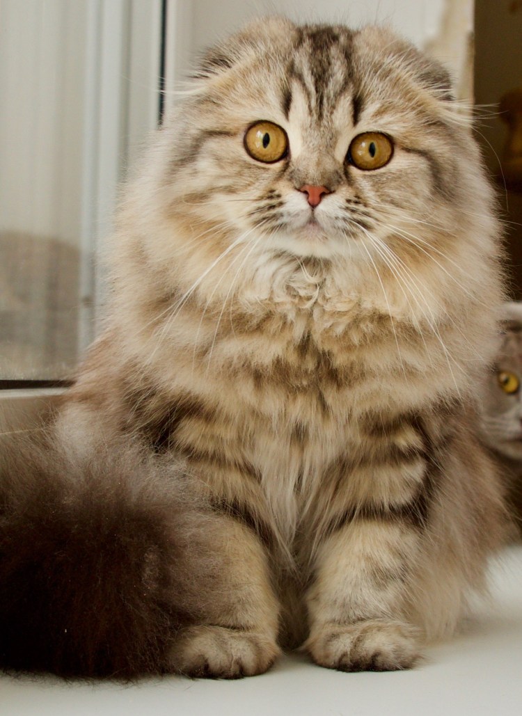 Шотландская вислоухая длинношерстная