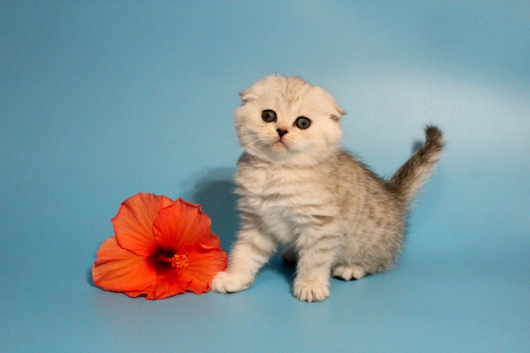 Британская вислоухая длинношерстная кошка