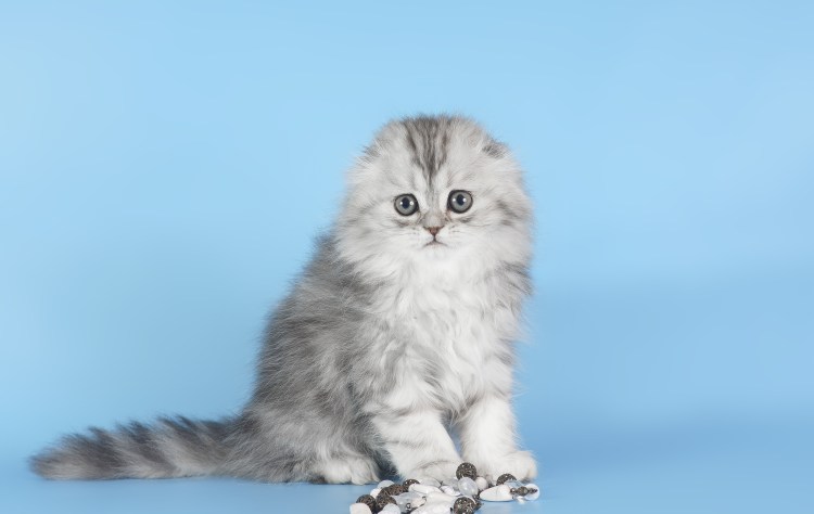 Шотландские котята светлые