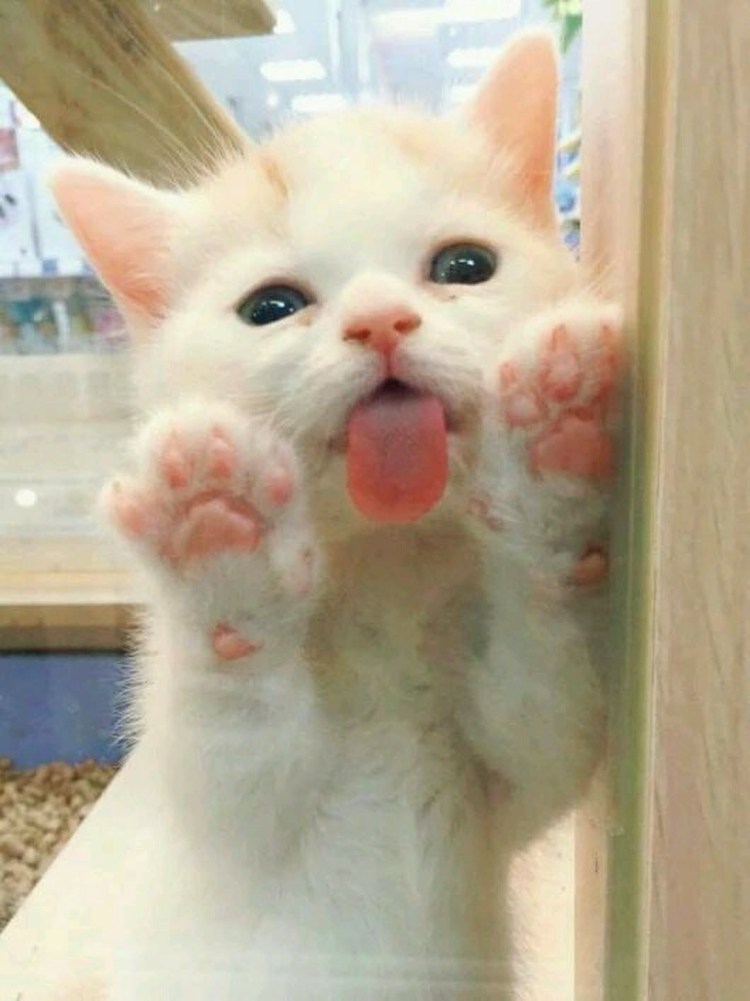 Котенок облизывает экран