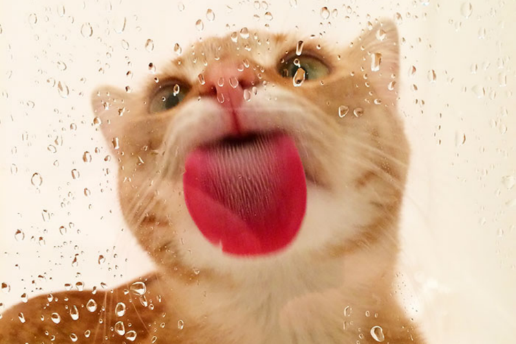 Кот лижет стекло