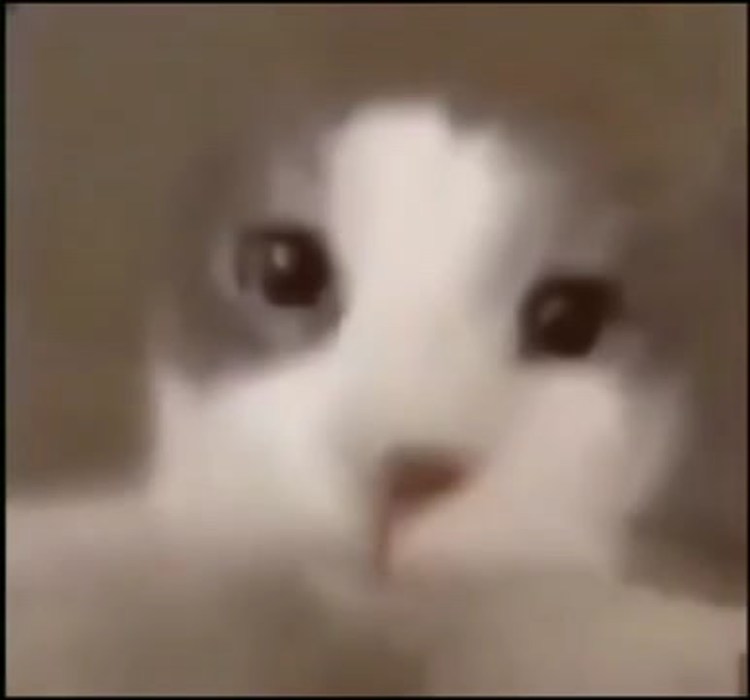 Кот целует камеру