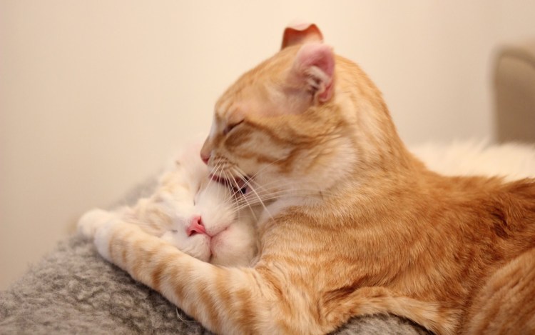 Кот лижет игрушку