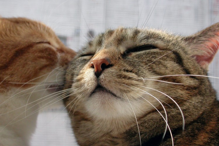 Дымчатый котик целует кошечку