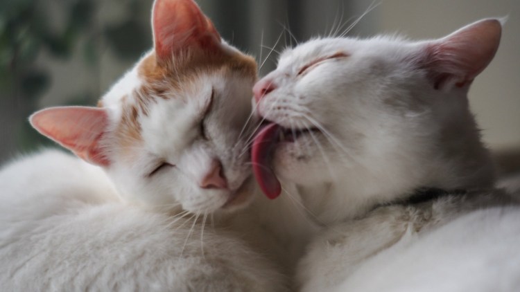 Облизывающийся довольный кот