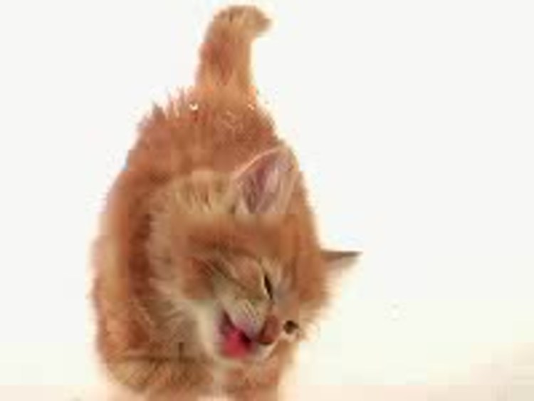 Рыжий кот облизывает экран