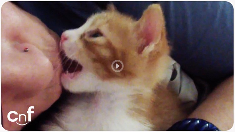 Котики обнимаются гиф