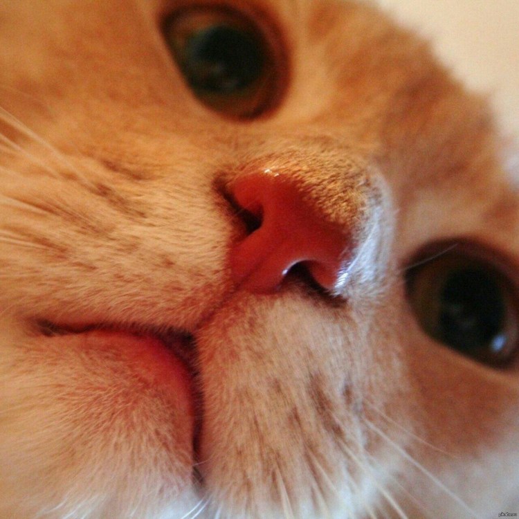 Кошачьи носы крупным планом