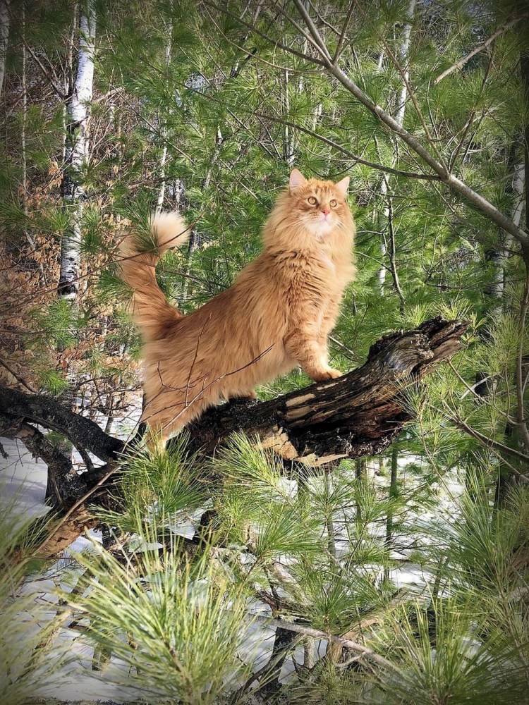 Норвежская Лесная кошка ры