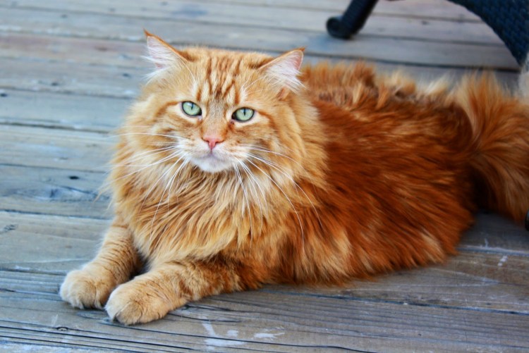 Сибирский Лесной кот рыжий