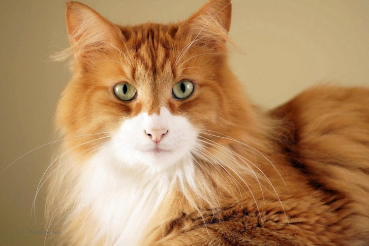 Норвежская Лесная кошка рыжая