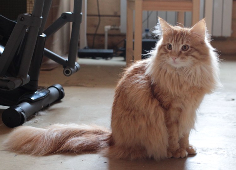 Норвежская Лесная рыжая