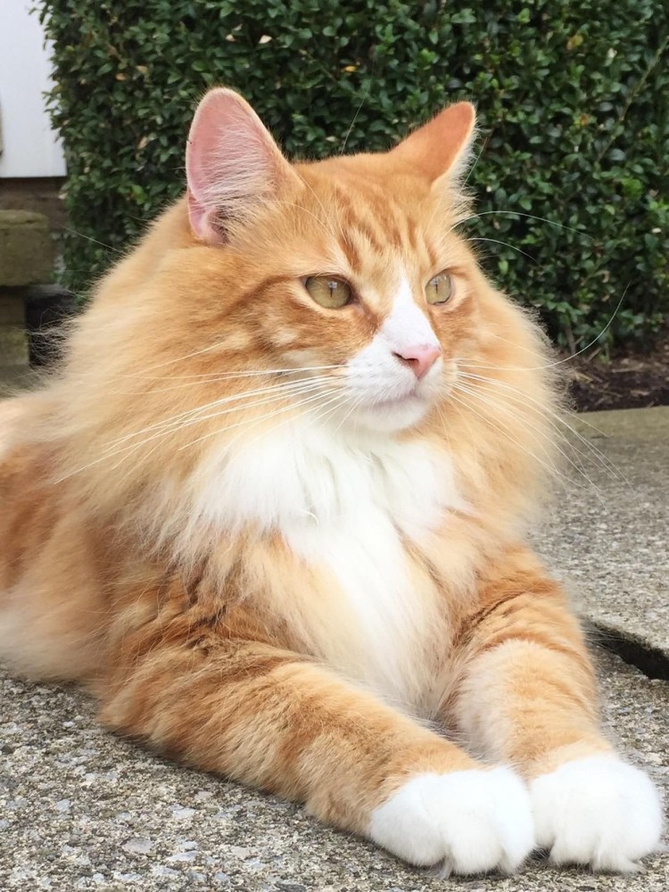 Сибирская кошка рыжая длинношерстная