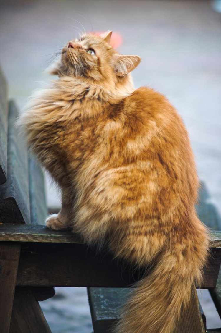 Норвежский Лесной кот персиковый