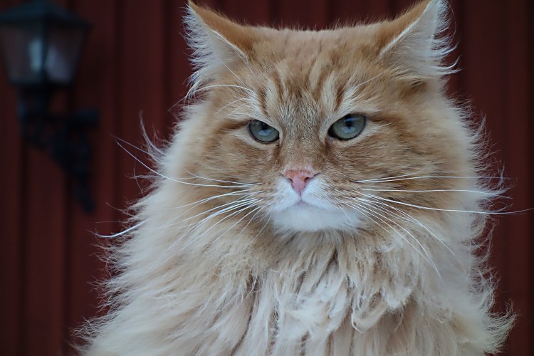 Норвежская Лесная кошка рыжая котенок