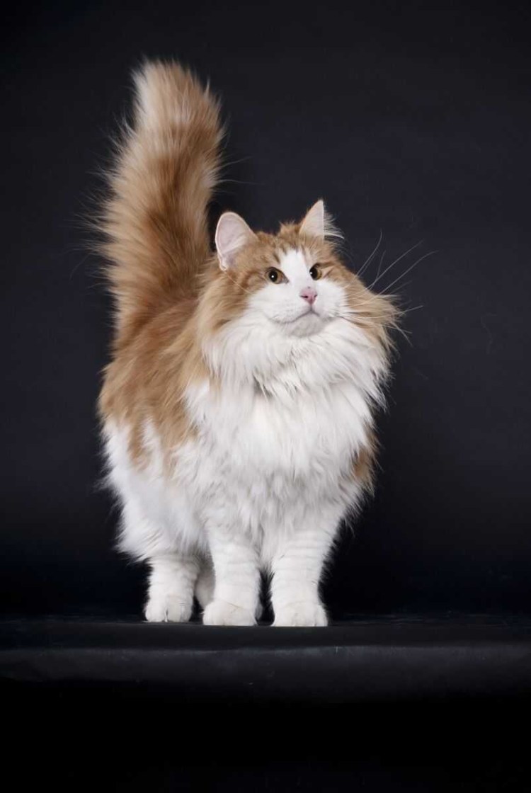 Рыжие коты породы Норвежская Лесная