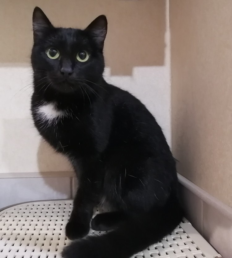 Бомбейская кошка с белой грудкой и лапками