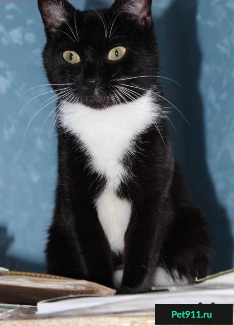 Сибирская биколор короткошерстная