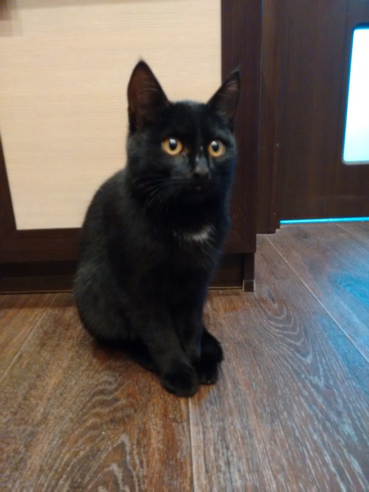 Чёрный кот с белой груткой