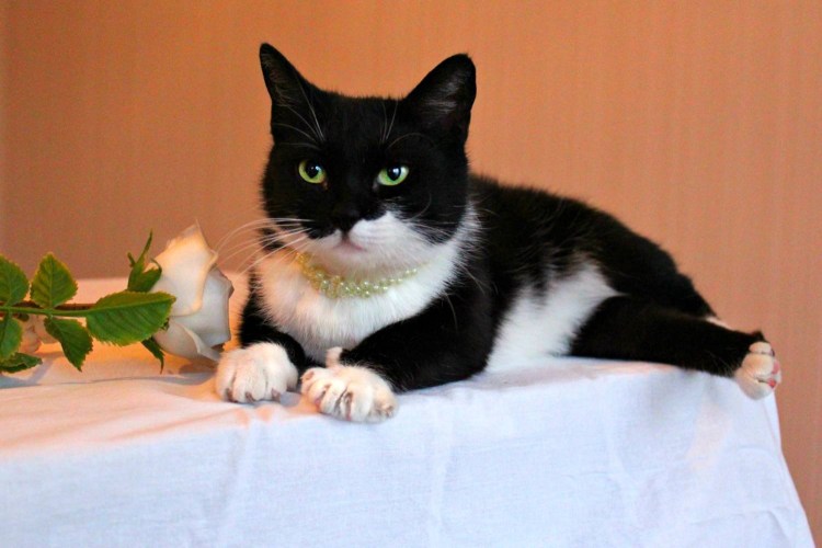 Tuxedo порода кошек