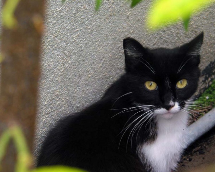 Чёрная кошка с белой грудкой и лапками