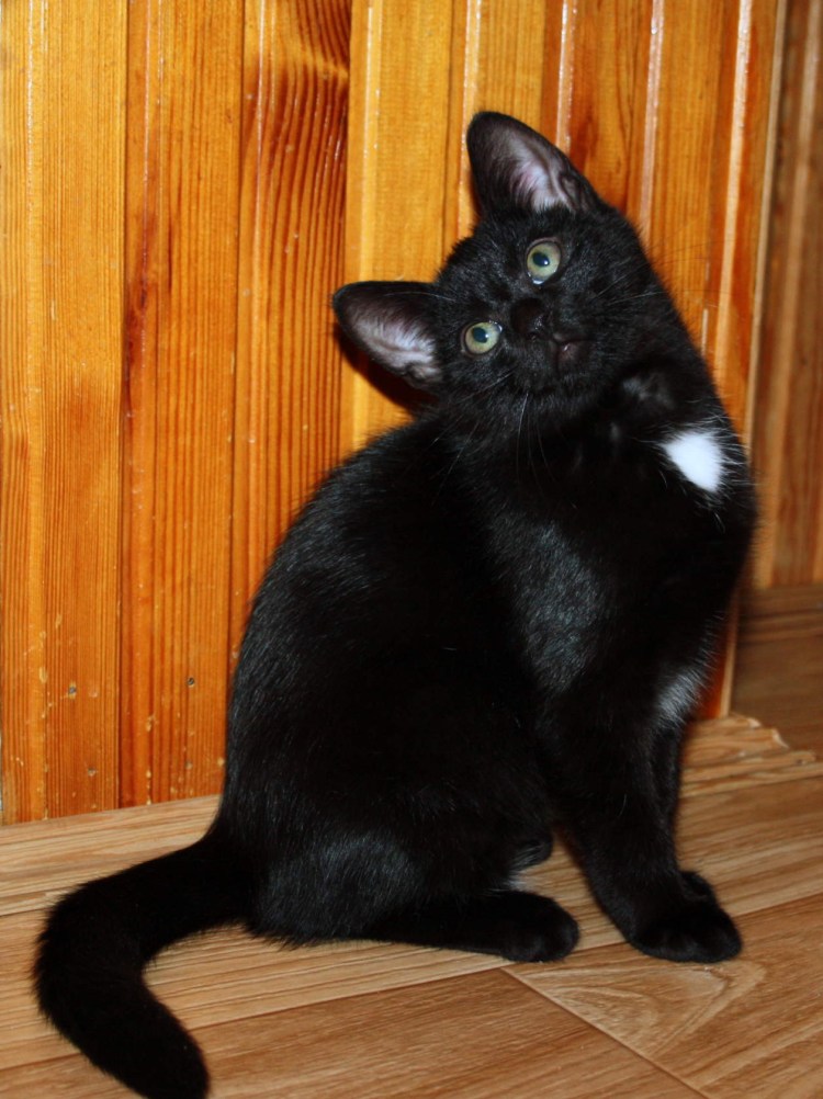 Кот чёрные с белым воротничком