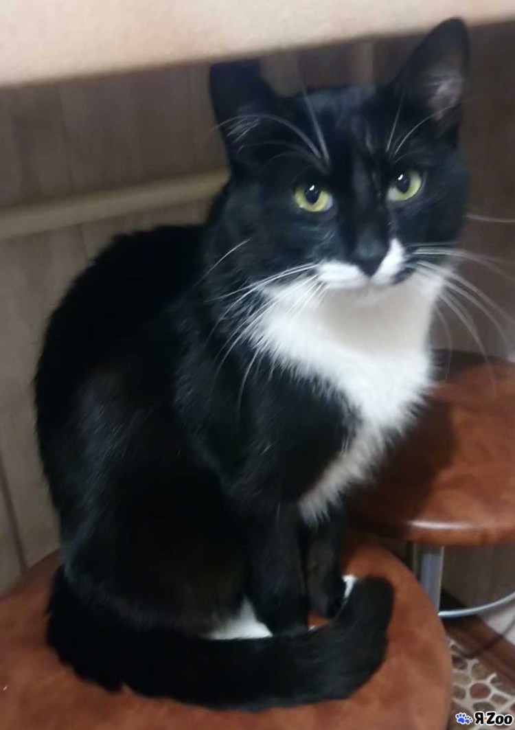 Черный кот с белыми лапками