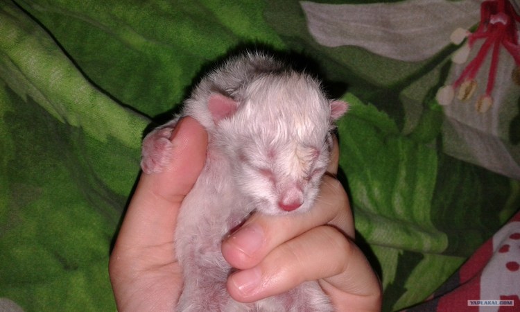 Изменение цвета глаз у котят шотландских вислоухих