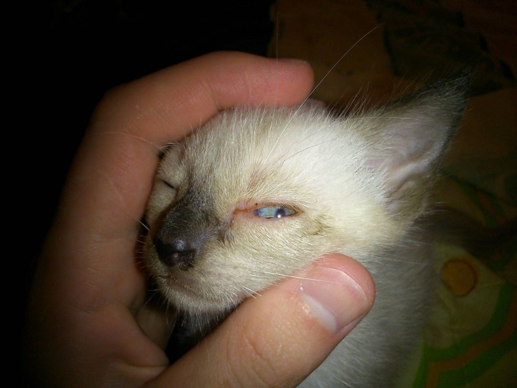Котенок глазки