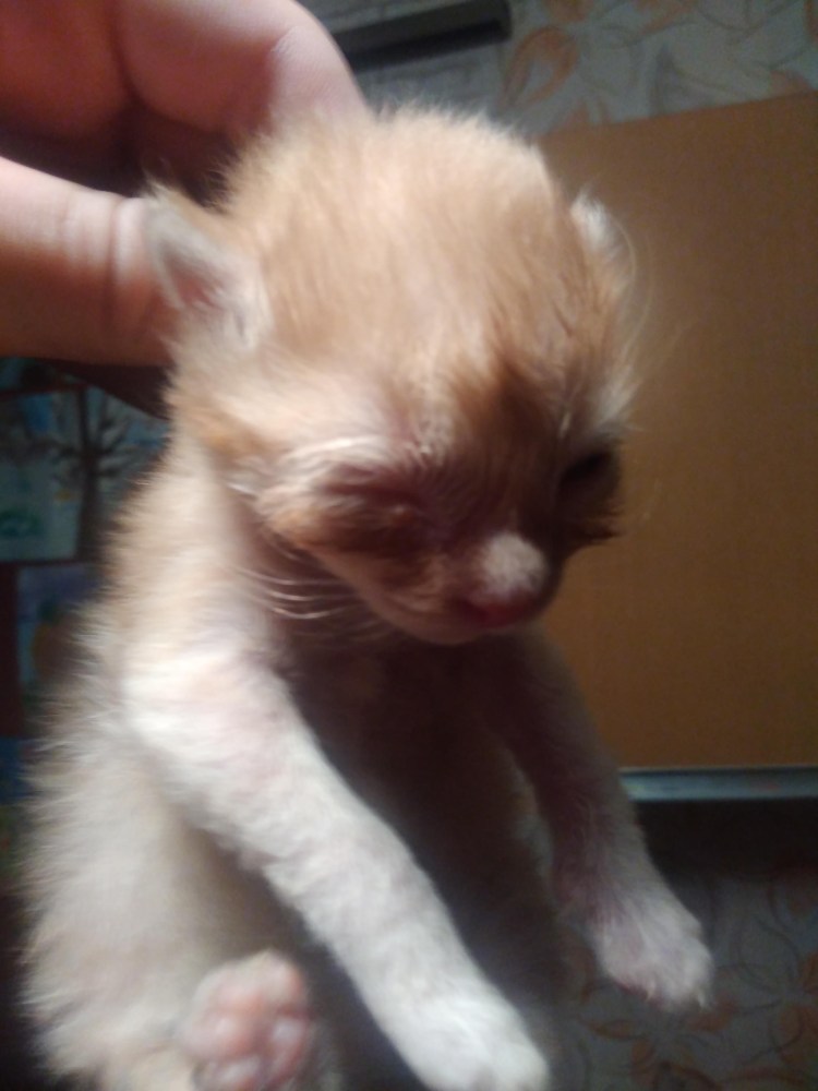 Конъюнктивит у кота капли