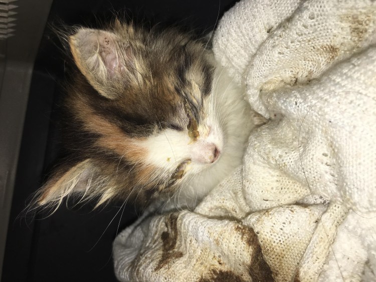 У шотландского котенка слезятся глаза